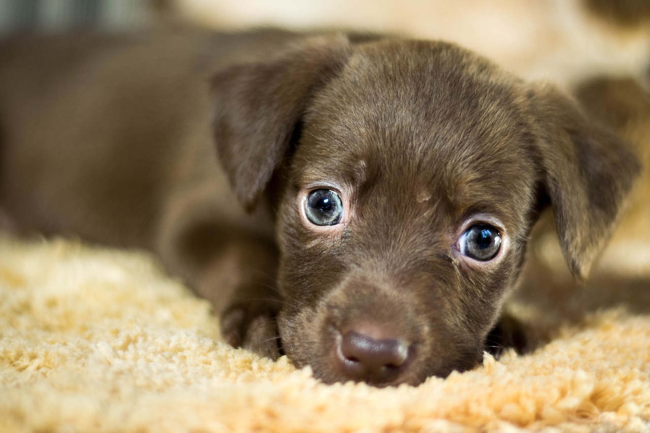 Tips for Creating a Pet Adoption Awareness Program